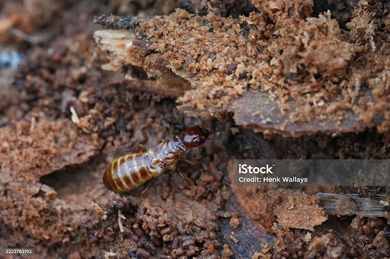 A single dampwood termite in wet, decayed wood, where this species is most commonly found